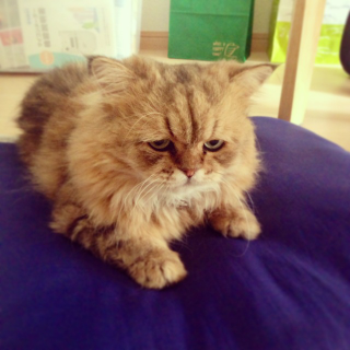 Illustration for article titled Grumpy Cat, Meet Disappointed Cat